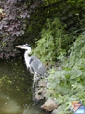 blauwe reiger_szürke gém * (2 Slides)